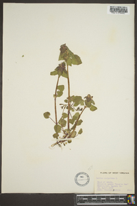 Lamium purpureum image