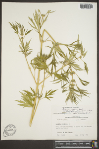 Leonurus japonicus image