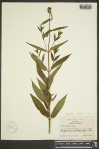 Stachys tenuifolia image