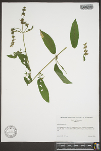 Stachys tenuifolia image