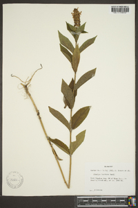 Stachys tenuifolia image