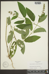 Stachys tenuifolia image