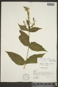 Stachys tenuifolia image