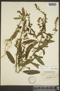 Stachys tenuifolia image