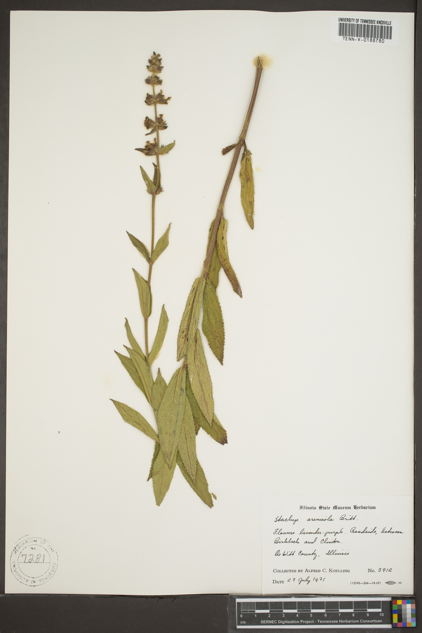 Stachys arenicola image