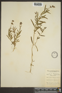 Stachys atlantica image