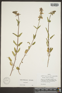 Stachys floridana image