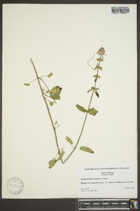 Stachys floridana image