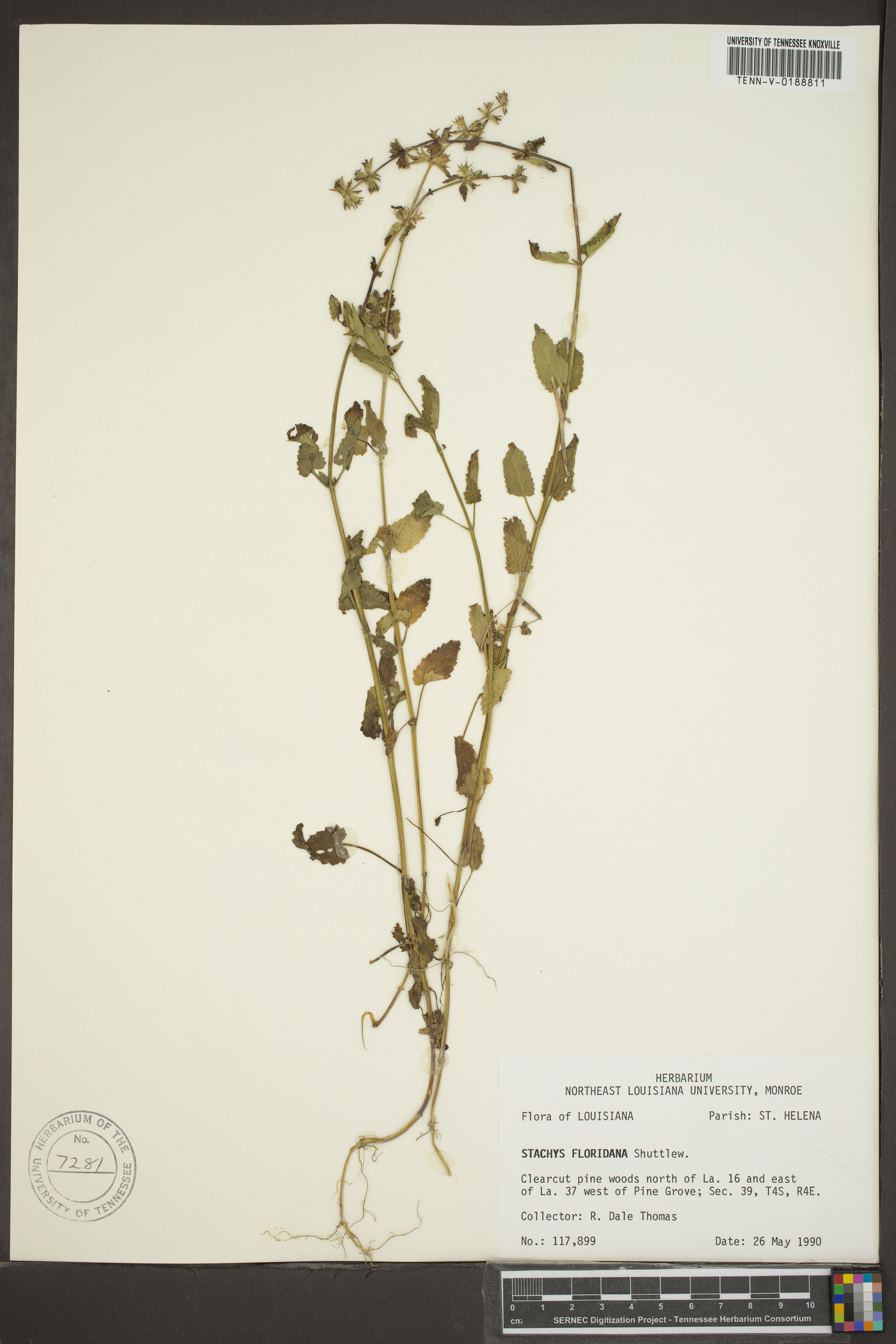 Stachys floridana image