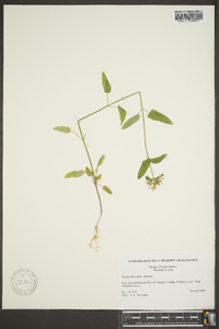 Stachys floridana image