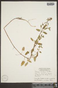 Stachys floridana image