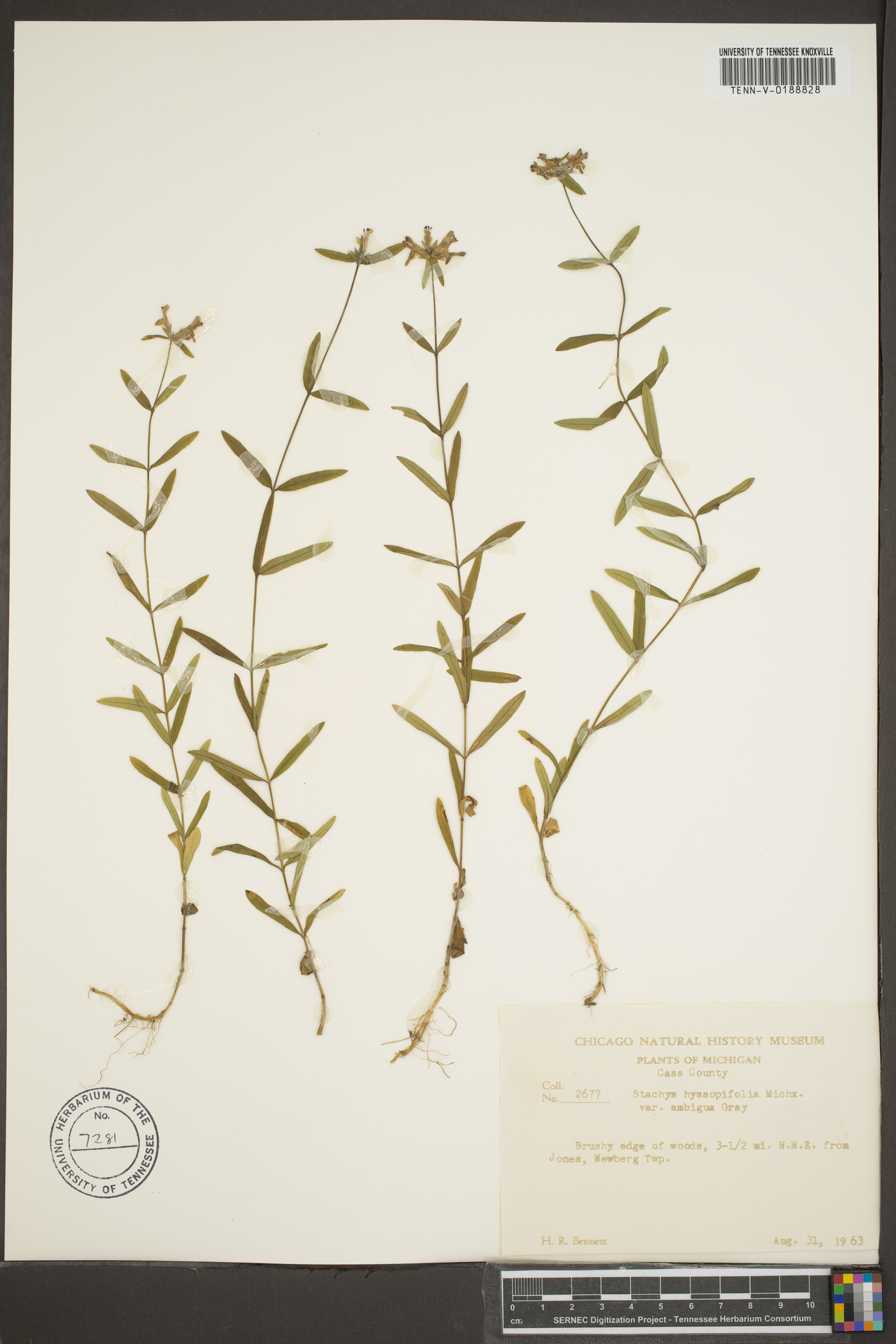 Stachys hyssopifolia var. ambigua image