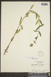 Stachys hyssopifolia var. ambigua image