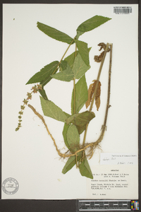 Stachys iltisii image