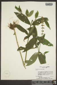 Stachys latidens image