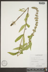 Stachys pilosa image