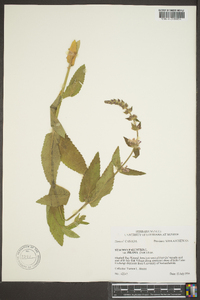 Stachys pilosa image