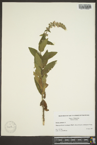 Stachys palustris image