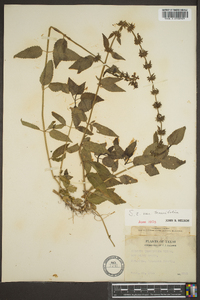 Stachys tenuifolia image