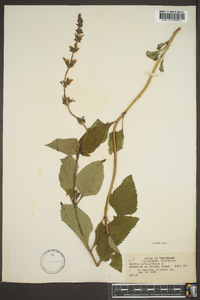 Salvia urticifolia image