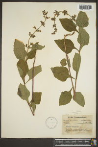 Salvia urticifolia image