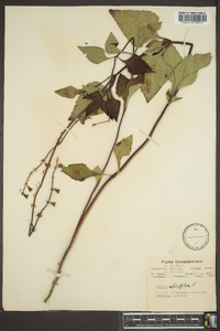 Salvia urticifolia image