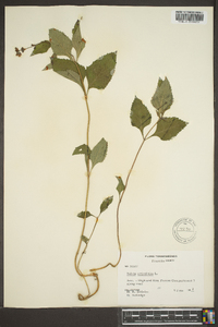 Salvia urticifolia image