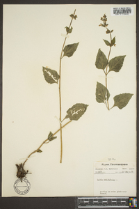 Salvia urticifolia image