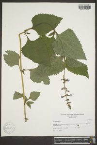 Salvia urticifolia image