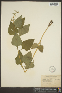 Salvia urticifolia image