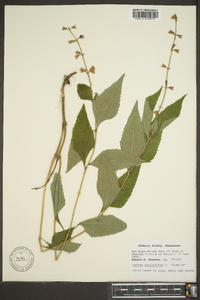 Salvia urticifolia image