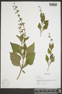 Salvia urticifolia image