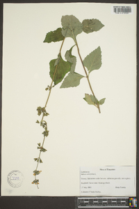 Salvia urticifolia image