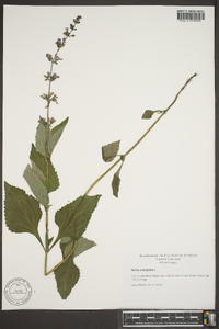 Salvia urticifolia image