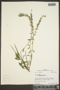 Salvia azurea image