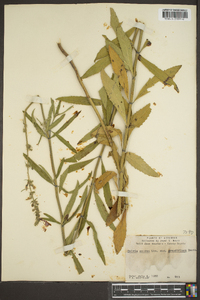 Salvia azurea var. grandiflora image