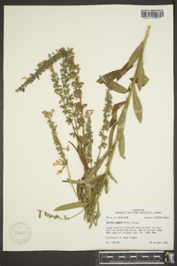 Salvia azurea var. grandiflora image