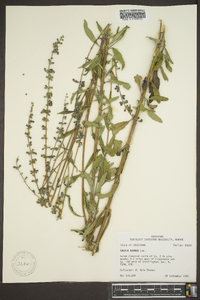 Salvia azurea var. grandiflora image