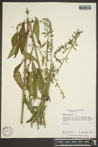 Salvia azurea image