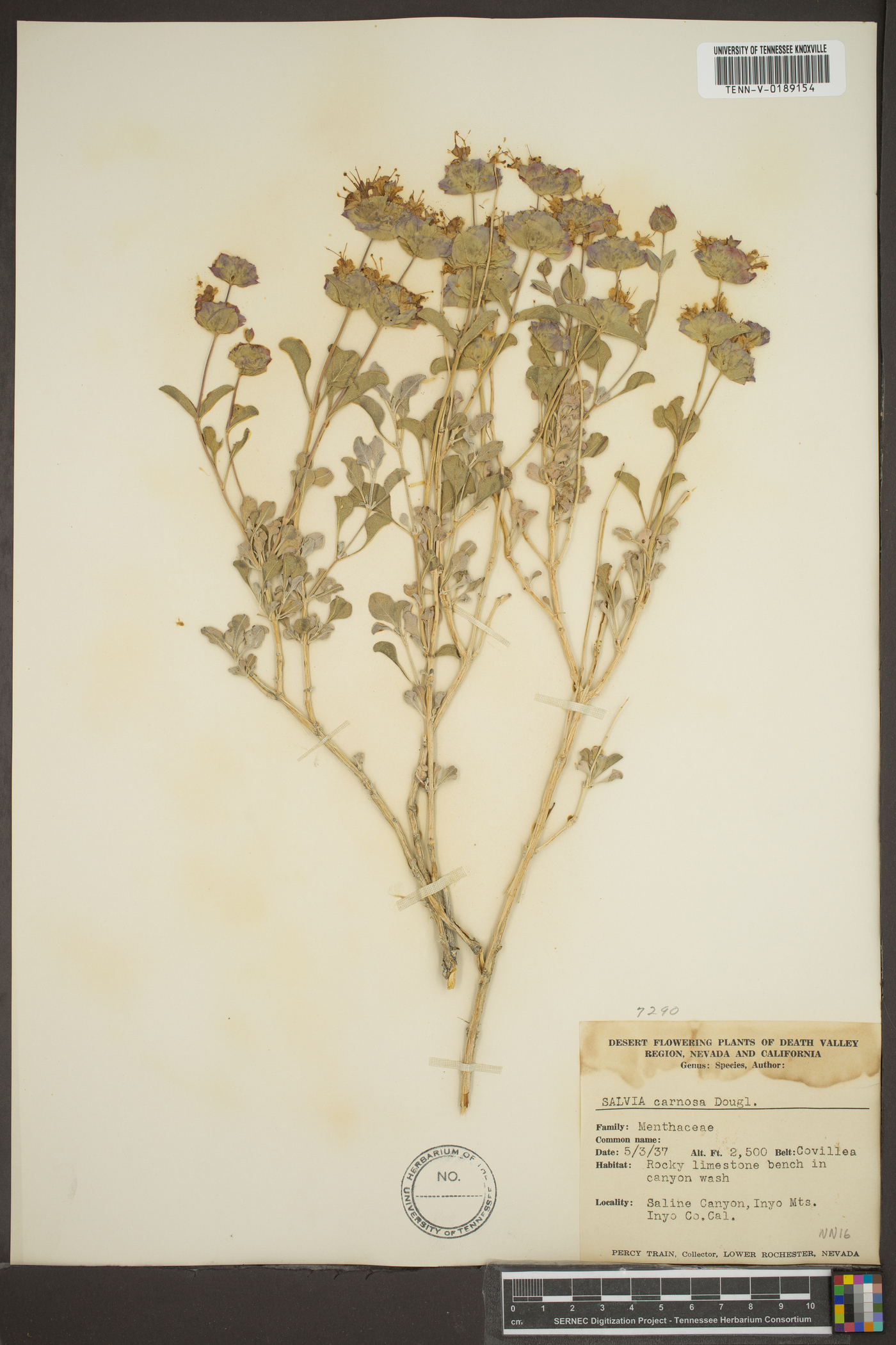 Salvia dorrii subsp. dorrii image