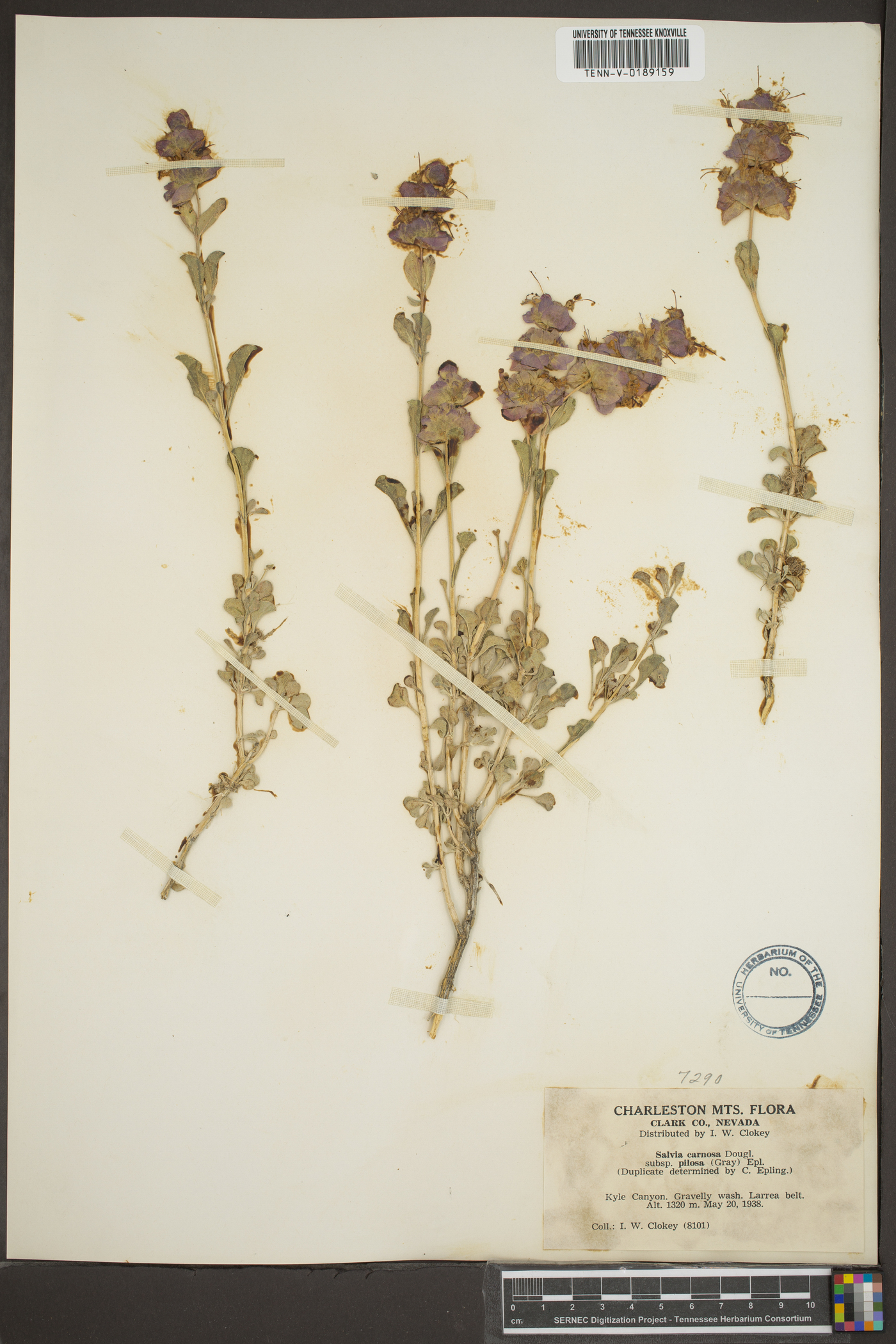 Salvia dorrii var. pilosa image