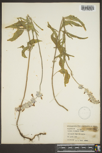 Salvia farinacea image