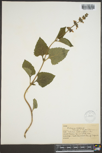 Salvia urticifolia image