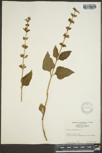 Salvia urticifolia image