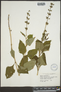 Salvia urticifolia image