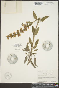 Salvia officinalis image