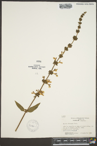 Salvia azurea var. grandiflora image