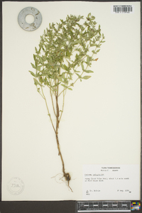 Hedeoma pulegioides image