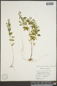 Hedeoma pulegioides image