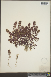 Hedeoma acinoides image